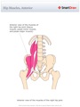 Hip_Muscles,_Anterior