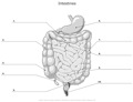 Intestines