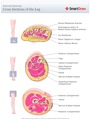 Internal_Anatomy_Cross_Sections_of_the_Leg