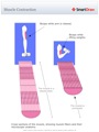 Muscle_Contraction