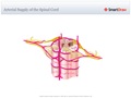 Arterial_Supply_of_the_Spinal_Cord