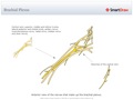 Brachial_Plexus