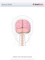 Brain_&_Skull3
