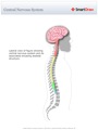 Central_Nervous_System