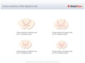 Cross-sections_of_the_Spinal_Cord