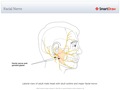 Facial_Nerve