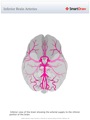Inferior_Brain_Arteries