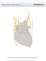 Innervation_of_the_Heart