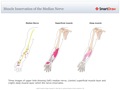 Muscle_Innervation_of_the_Median_Nerve