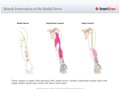 Muscle_Innervation_of_the_Radial_Nerve