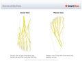 Nerves_of_the_Foot