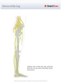 Nerves_of_the_Leg