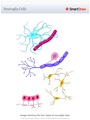 Neuroglia_Cells