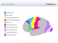 Areas_of_the_Brain2