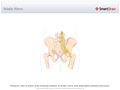 Sciatic_Nerve