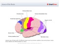 Areas_of_the_Brain