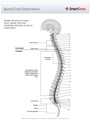 Spinal_Cord_Innervation