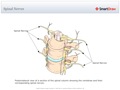 Spinal_Nerves