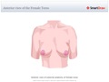 Anterior_view_of_the_Female_Torso