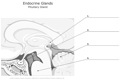 Endocrine_Glands_Pituitary_Gland
