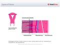 Layers_of_Uterus