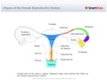 Organs_of_the_Female_Reproductive_System
