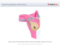 Veins_&_Lymphatics_of_the_Breast