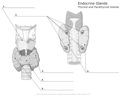 Endocrine_Glands_Thyroid_and_Parathyroid_Glands