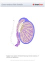 Cross-section_of_the_Testicle