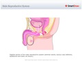 Male_Reproductive_System
