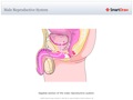 Male_Reproductive_System2