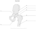 Hip_Joint