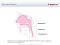 Pharyngeal_Regions