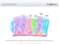 Tracheal_Epithelium
