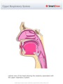 Upper_Respiratory_System