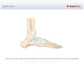 Ankle_Joint