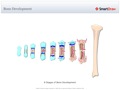 Bone_Development