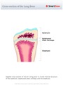 Cross-section_of_the_Long_Bone