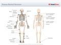 Human_Skeletal_Structure