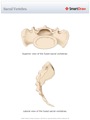 Sacral_Vertebra