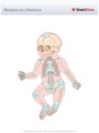Skeleton_of_a_Newborn