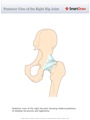 Posterior_View_of_the_Right_Hip_Joint