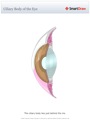 Ciliary_Body_of_the_Eye