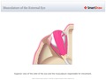 Musculature_of_the_External_Eye