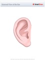 External_View_of_the_Ear