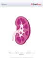 Kidney