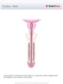 Urethra_-_Male