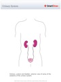 Urinary_System3