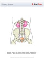 Urinary_System4