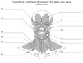 Superficial_and_Deep_Muscles_of_the_Head_and_Neck Anterior_View